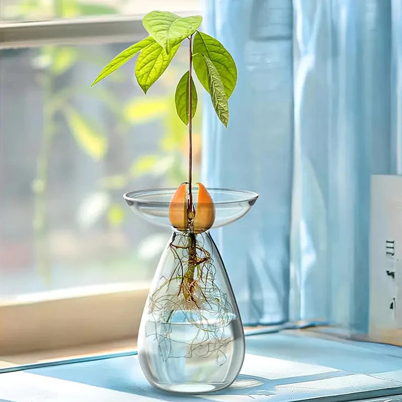 Transparent Avocado Hydroponic Vase Glass Seed Starter Kit Home Decor