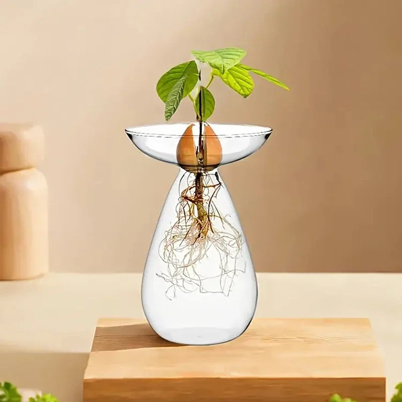Transparent Avocado Hydroponic Vase Glass Seed Starter Kit Home Decor