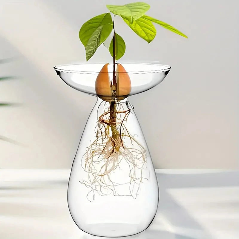 Transparent Avocado Hydroponic Vase Glass Seed Starter Kit Home Decor
