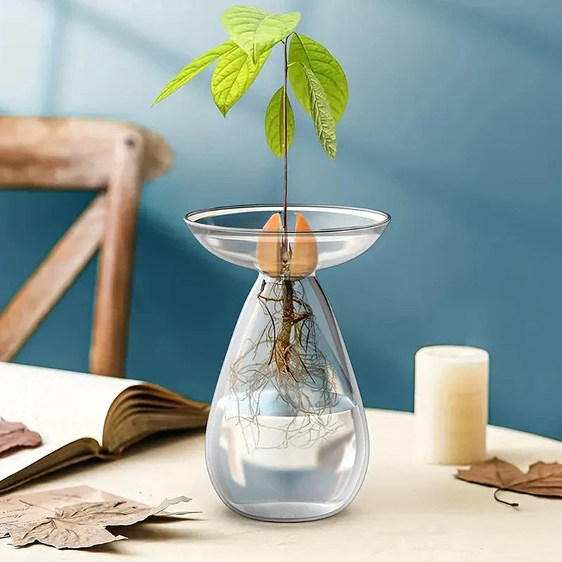 Transparent Avocado Hydroponic Vase Glass Seed Starter Kit Home Decor